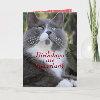 Cartão de aniversário do Meias cat..
