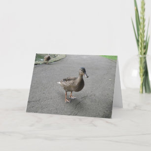 Cartão de Aniversário do Pato de Waddling Engra