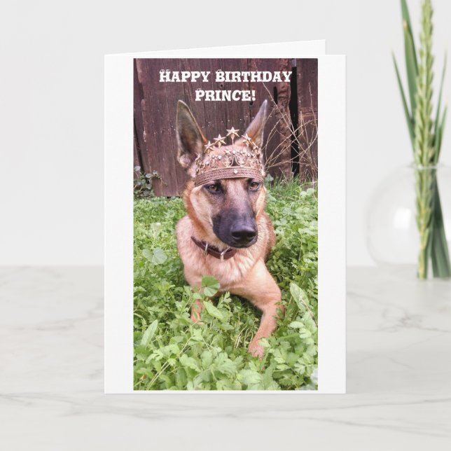 Cartão de aniversário do Príncipe Malinois Belga (Frente)