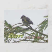 Cartão de Aniversário do Tentilhão Colorido Feliz