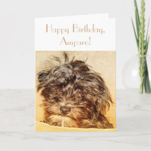 Cartão de Aniversário Dobrável Schnoodle