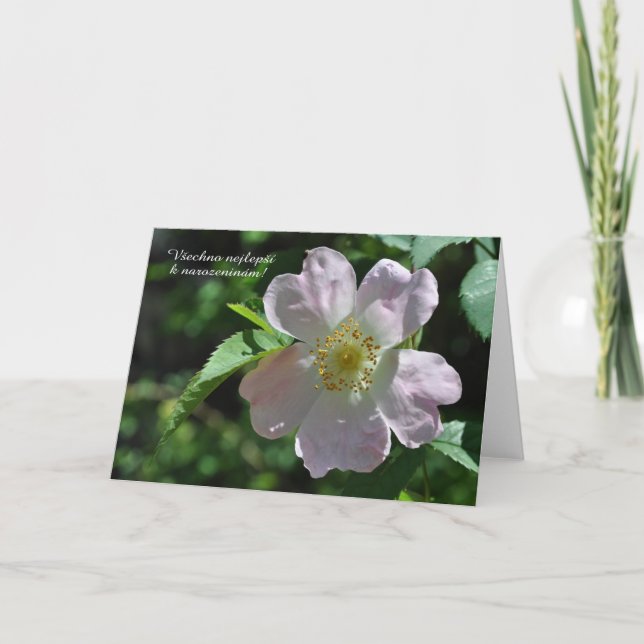 Cartão de aniversário em checo (Frente)