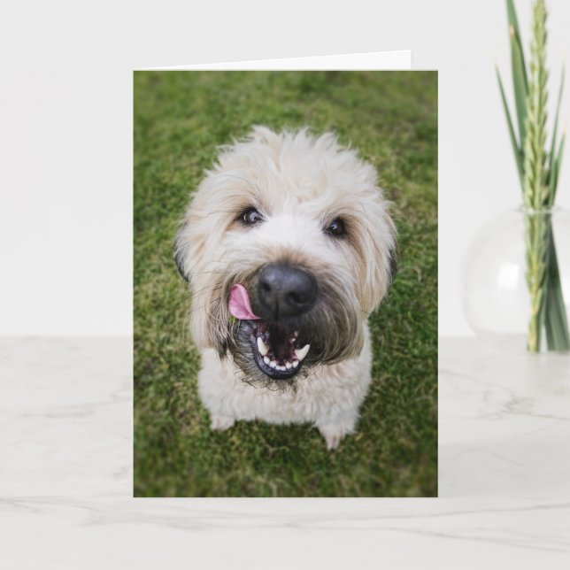 Cartão de Aniversário Engraçado (Frente)