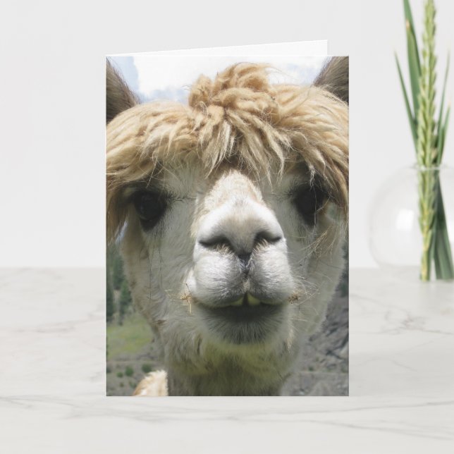 CARTÃO DE ANIVERSÁRIO ENGRAÇADO DE ALPACA (Frente)