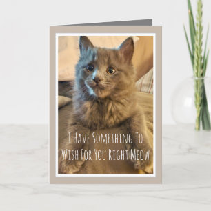 Cartão de aniversário engraçado de gato cinza do g