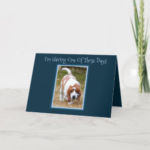 Cartão de aniversário engraçado W/Cute Basset