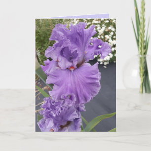 Cartão de Aniversário Floral de Íris Roxa