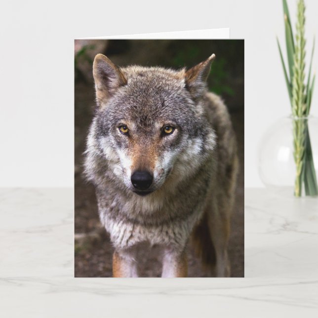 CARTÃO DE ANIVERSÁRIO FOTOGRAFIA WOLF (Frente)