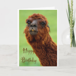 Cartão de Aniversário Funny Alpaca