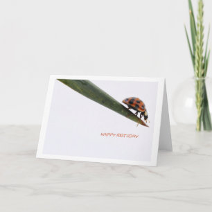 Cartão de Aniversário Ladybird