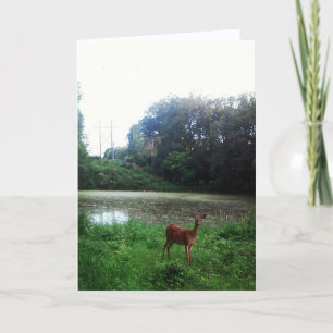 Cartão de Aniversário "Lake Alimagnet Deer"