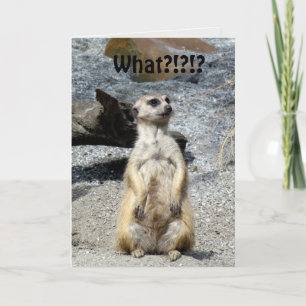 Cartão de aniversário Meerkat