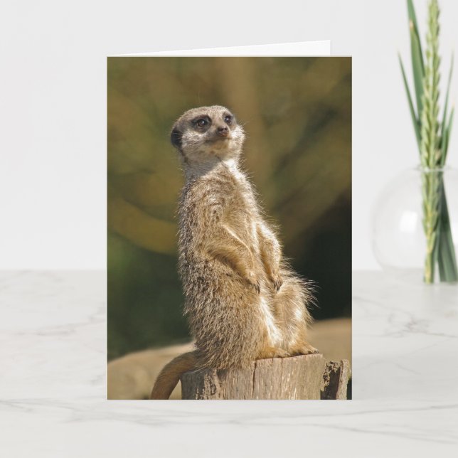 Cartão de aniversário Meerkat (Frente)