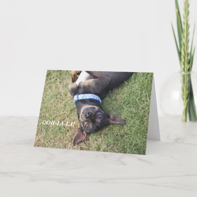 Cartão de aniversário Ooh-la Chihuahua (Frente)