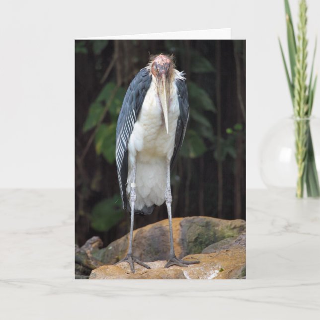 Cartão de Aniversário para Pássaros Duro (Frente)