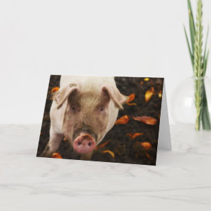 Cartão de Aniversário Personalizado De Porco Eng