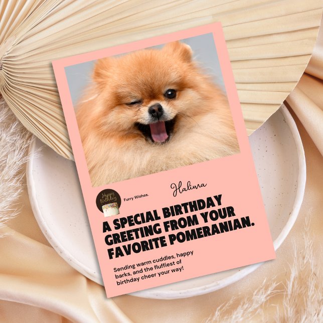 Cartão de Aniversário Pomerano Winking (Winking Pomeranian Birthday Card)