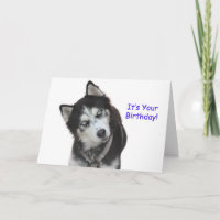 Cartão de Aniversário Siberian Husky
