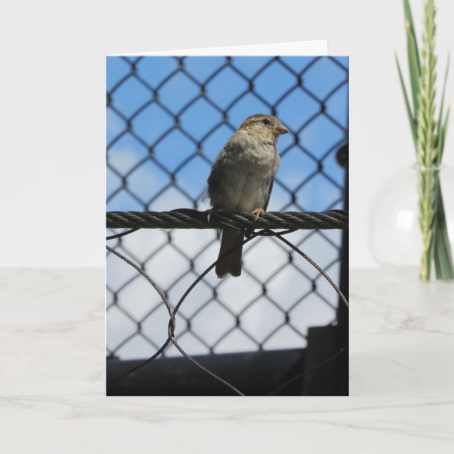 Cartão de Aniversário "Sparrow Upon Wire" (Frente)