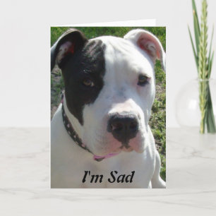 Cartão de aniversário tardivo com cão de Pittbull