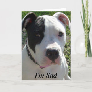 Cartão de aniversário tardivo com cão de Pittbull