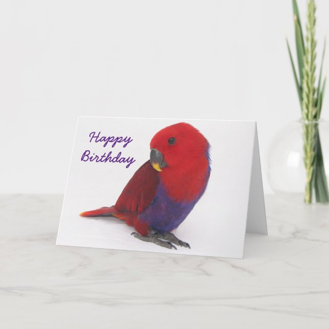 Cartão de aniversário um papagaio de Eclectus (Frente)