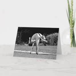 Cartão de aniversário Zebra dançante