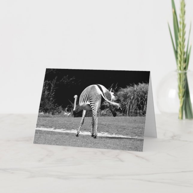 Cartão de aniversário Zebra dançante (Frente)