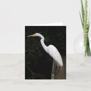 Cartão de anotação Egret