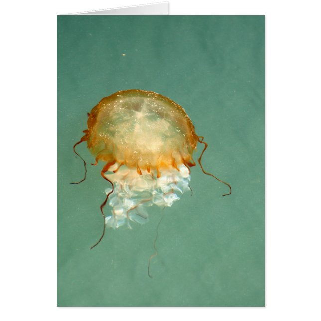 Cartão de Arte Frameável Sea Nettle Jellyfish (Frente)