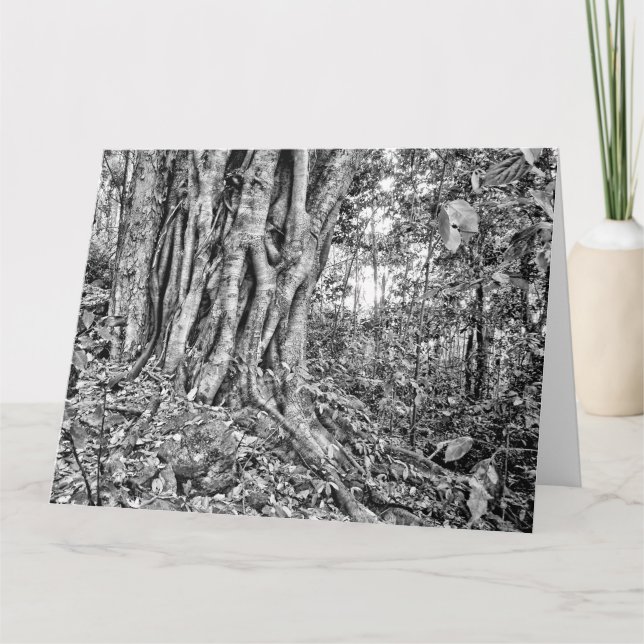 Cartão de Arte Gigante da Floresta Tropical Austrá (Frente)