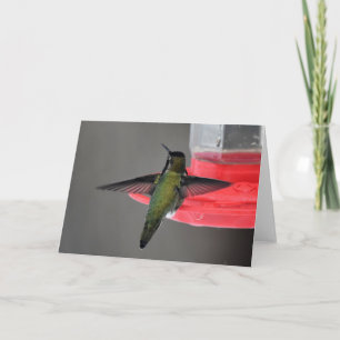 Cartão de Arte Quadro de Hummingbird de Anna