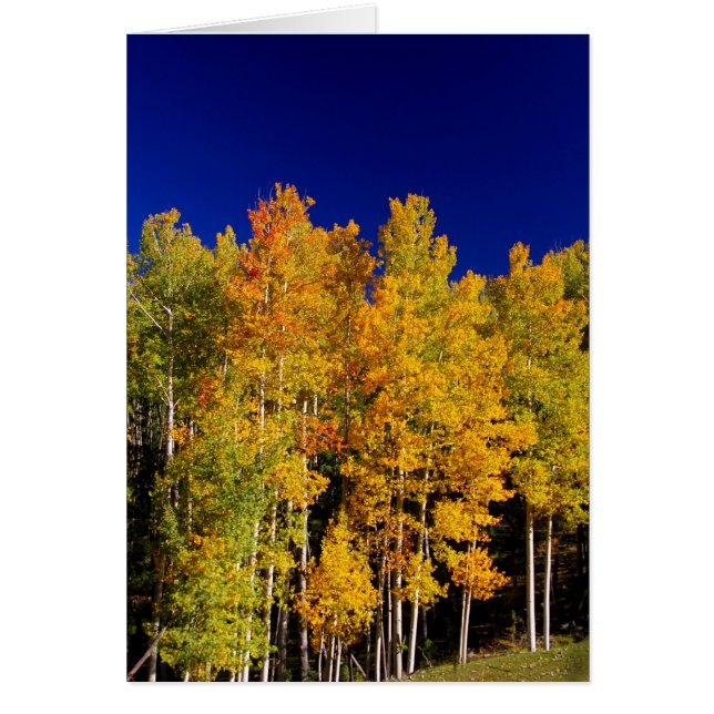 Cartão de Aspen (Frente)