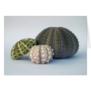 Cartão de Avaliação de Urchin