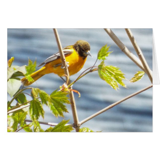 Cartão de aves da manhã de sonho (Frente Horizontal)