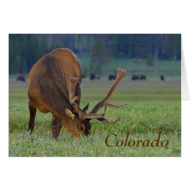 cartão de bilhete colorado elk (Frente horizontal)