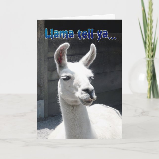 Cartão de Boas Festas de Aniversário de Lhama Engr (Frente)
