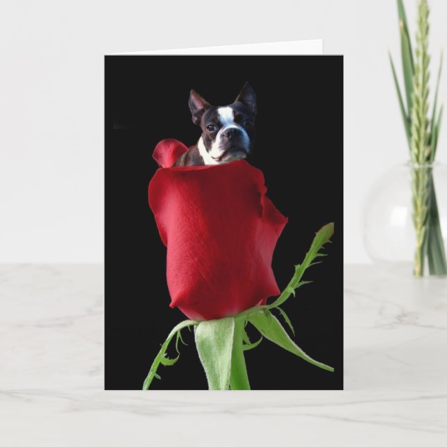Cartão de Boas Festas de Boston Terrier com rosa v (Frente)