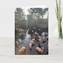 Cartão de Boas Festas de Flamingos ao Nascer do So
