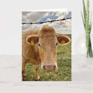 Cartão de Boas Festas para Você da Vaca
