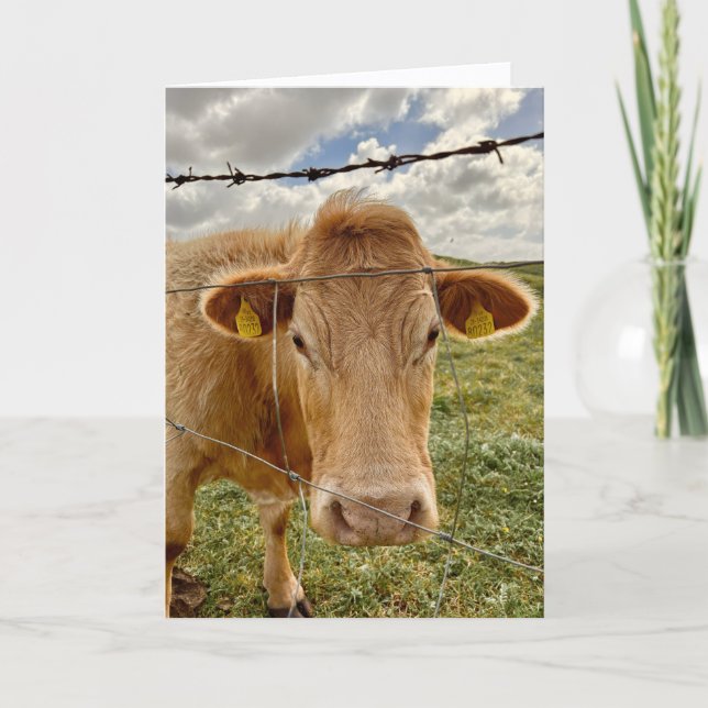 Cartão de Boas Festas para Você da Vaca (Frente)