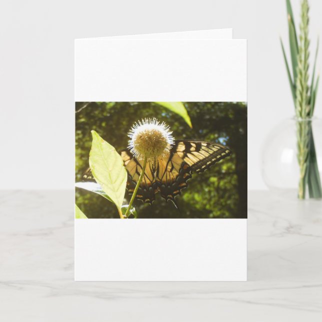 Cartão de Boas Vindas do Monarca de Junho (Frente)