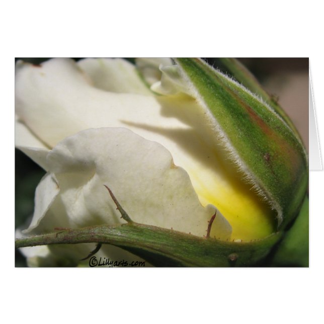 Cartão de Bud Rosa Branco (Frente horizontal)