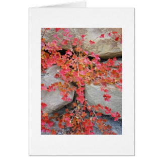 Cartão de Bush de Gooseberry