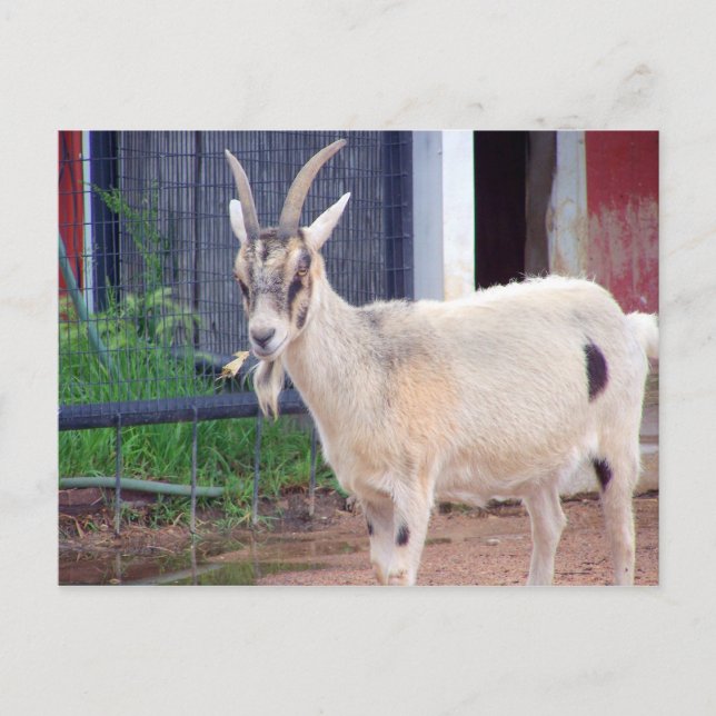 cartão de cabra (Frente)