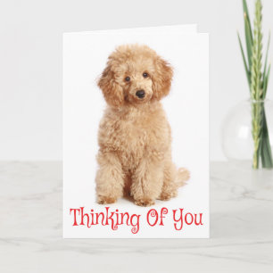 Cartão de Cachorro Poodle Dourado Pensando em Você