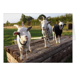 Cartão de Caprinos Cheeky
