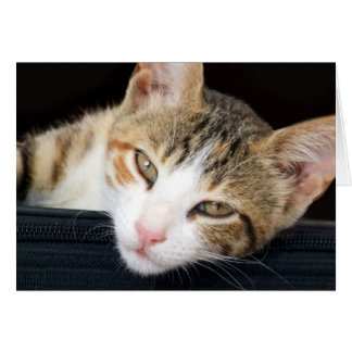 Cartão de Cat Cleo