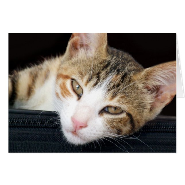 Cartão de Cat Cleo (Frente Horizontal)