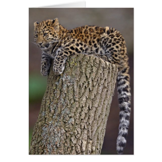 Cartão de Cauda de Leopardo (Frente)